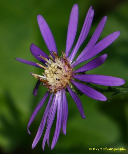 {Symphyotrichum georgianum}